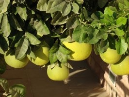 Чё-та как-то... Видел я спелые апельсины в тропиках. И мандарины. И помело. Которые, вот, прям, встаёшь утром, срываешь – и ешь. Ну, как-то вот совсем не зелёные они были.
Мандарины.
Помело. Да, зелёные. ) Но просто потому, что ещё зелёные. )