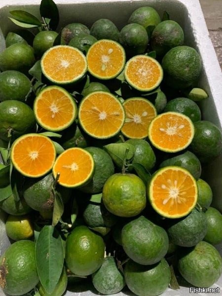 Чё-та как-то... Видел я спелые апельсины в тропиках. И мандарины. И помело. Которые, вот, прям, встаёшь утром, срываешь – и ешь. Ну, как-то вот совсем не зелёные они были.
Мандарины.
Помело. Да, зелёные. ) Но просто потому, что ещё зелёные. )