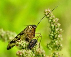 Скорпионницы вообще не умеют охотиться. Они никогда и не охотились.  Они падальщики. Питаются мертвыми насекомыми, гниющими растительными и животными остатками.

Пример - мои фото (кликабельны), скорпионница ест дохлого жука: