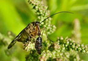 Скорпионницы вообще не умеют охотиться. Они никогда и не охотились.  Они падальщики. Питаются мертвыми насекомыми, гниющими растительными и животными остатками.

Пример - мои фото (кликабельны), скорпионница ест дохлого жука: