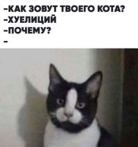 А вот этому коту не повезло (вроде бы):
