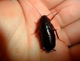 Крым, частный дом. Вывести нереально. Ползут с улицы, кошки их иногда жрут, но их больше. И да, они летают. А ещё у нас каракурты, тарантулы, сколопендры, агриопы, сольпуги, скорпионы. Из летающих тоже дофига чего опасного. Впрочем, последних двух я только в террариумах видел. А остальные все прекрасно живут на участке. Приезжайте отдыхать в Крым!