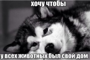 Собака годами смотрела, как люди проходят мимо её клетки