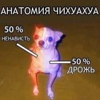 Кто страшнее: питбуль или чихуахуа