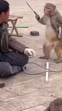 Обезьяны Бали слишком поумнели и занялись рэкетом