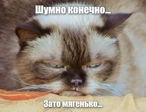 Пример невозмутимости: в Витебске кот пришел на соревнования по боевому искусству
