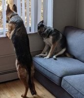 Один стоит на страже, а другой ваще то сидит.)