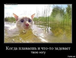 В тропических лесах Амазонки обнаружена самая большая в мире змея