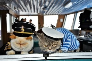 Не ищите здесь смысл. Здесь в основном маразм
