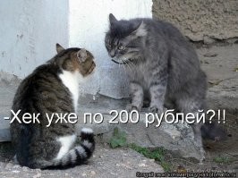 Разговор с болтливым котом о корме