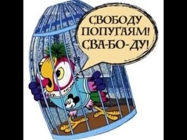 Попугая застукали на месте преступления