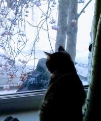 Любопытство как стиль жизни