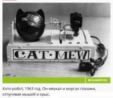 А он мышей гоняет?