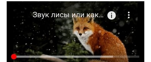 В лесах Ленинградской области стали орать лисы