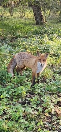 Пф...! Олень, у них понимаш.. У нас вон кабаняшки целоваться лезут... Но за вкусняшку.))) На пляже загорают, в море купаются. Лисы у них в очереди на водопой... А у нас просто фотомоделями работают. За вкусняхи конечно. Лавки с динозаврами у них... А у нас с котами! 
 даже живыми. И вообще для котов нам и кареты не жалко. Люки у них цветные, фигурные, ну и у нас ничо такие. 
 Зато у нас во как было на небе, а у них фига с маслом. У  нас вот какие герои, а у них самураи сеппукнутые.  И вот какой у нас Вечный Огонь и пркрасная смотрительница, а у них влажные мечты про острова. И это только в одном небольшом городке. 
 Так что нечего ту Японию нахваливать. Нет там ничего такого, что удивляться и завидовать надо- у нас не хуже, а то и получше есть.