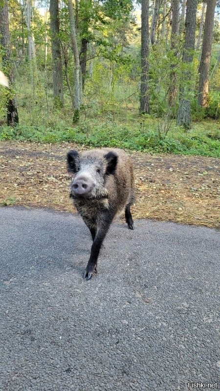 Пф...! Олень, у них понимаш.. У нас вон кабаняшки целоваться лезут... Но за вкусняшку.))) На пляже загорают, в море купаются. Лисы у них в очереди на водопой... А у нас просто фотомоделями работают. За вкусняхи конечно. Лавки с динозаврами у них... А у нас с котами! 
 даже живыми. И вообще для котов нам и кареты не жалко. Люки у них цветные, фигурные, ну и у нас ничо такие. 
 Зато у нас во как было на небе, а у них фига с маслом. У  нас вот какие герои, а у них самураи сеппукнутые.  И вот какой у нас Вечный Огонь и пркрасная смотрительница, а у них влажные мечты про острова. И это только в одном небольшом городке. 
 Так что нечего ту Японию нахваливать. Нет там ничего такого, что удивляться и завидовать надо- у нас не хуже, а то и получше есть.