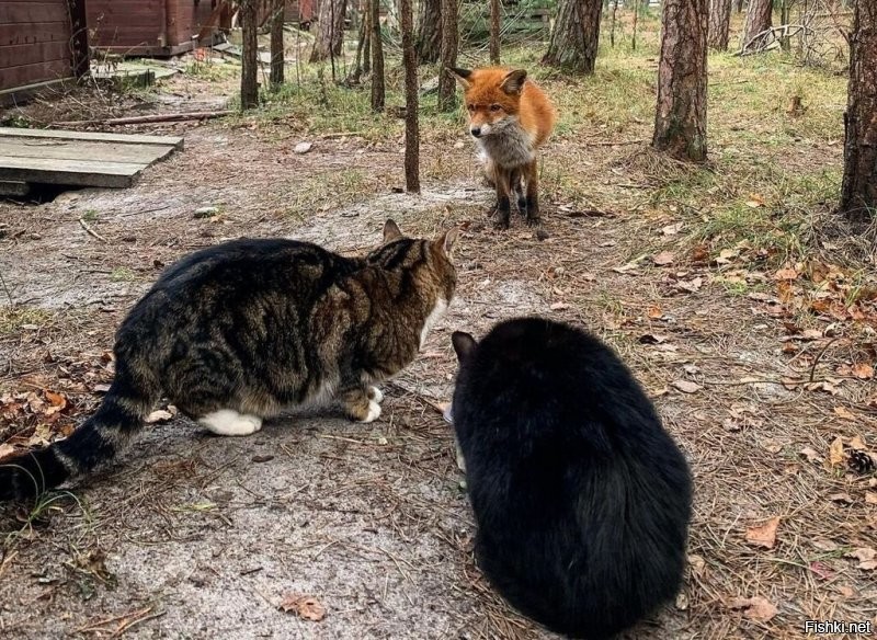 Пф...! Олень, у них понимаш.. У нас вон кабаняшки целоваться лезут... Но за вкусняшку.))) На пляже загорают, в море купаются. Лисы у них в очереди на водопой... А у нас просто фотомоделями работают. За вкусняхи конечно. Лавки с динозаврами у них... А у нас с котами! 
 даже живыми. И вообще для котов нам и кареты не жалко. Люки у них цветные, фигурные, ну и у нас ничо такие. 
 Зато у нас во как было на небе, а у них фига с маслом. У  нас вот какие герои, а у них самураи сеппукнутые.  И вот какой у нас Вечный Огонь и пркрасная смотрительница, а у них влажные мечты про острова. И это только в одном небольшом городке. 
 Так что нечего ту Японию нахваливать. Нет там ничего такого, что удивляться и завидовать надо- у нас не хуже, а то и получше есть.