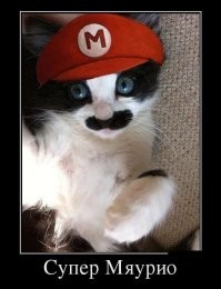 Парень собрал своему коту полосу препятствий в стиле Super Mario Bros