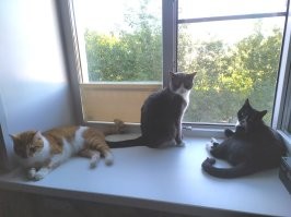 Цветной трикотаж.