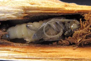 Увидел эту фотографию и сразу в сон потянуло.  Хорошо ему там. Прогрыз нору, свернулся там калачиком и спит. А я сдесь.