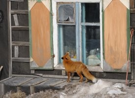 Возможно именно в этой избушке "дежурил" когда-то Игорь Шпиленок, который делал самые крутые фото отечественной дикой природы. Это заснятая им лиса, пришедшая на запах яичницы с салом))