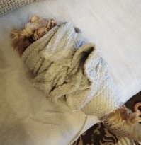 Мы спокойно переносим стрижку когтей! Главное поймать и в плед закатать! И кусачки хорошие должны быть! И перекись с ваткой на всякий случай! Один держит, другой стрижёт!