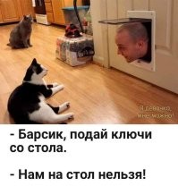 На кошачью тему :