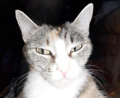 коты наше все!