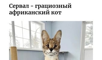Фотоподборка