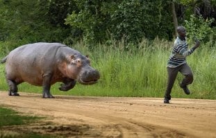 300-400 человек в год погибает от встречи с бегемотами. (цифры разнятся в разных источниках)
На счету акул -  около 15 человек в год.
