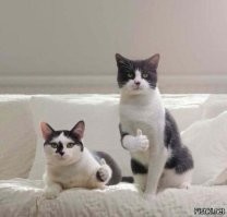 Cерьёзный разговор двух котят