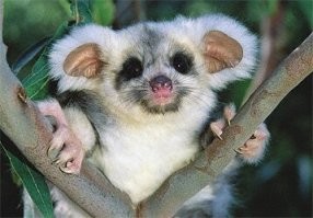 Гад ползучий.