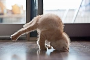 Котопотягушки