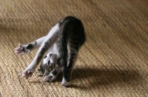 Котопотягушки