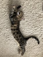 Хищный потягун