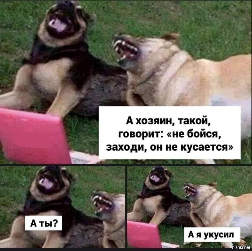 Никто не будет нападать. Мемы с собаками. Хозяин такой говорит не бойся он не кусается. Мем с двумя собаками.