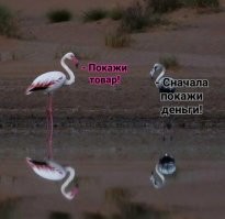 Намешалось