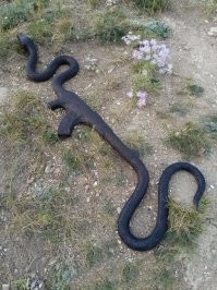 Кем же отужинал гигантский питон?