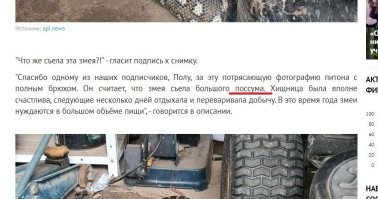 Кем же отужинал гигантский питон?