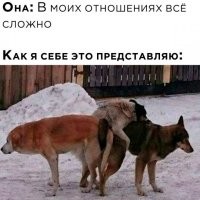 Почему собаки устраивают бесстыжие свадьбы, а у волков такого нет?