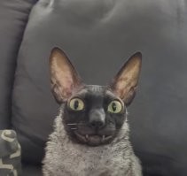 моя любимая аватарка