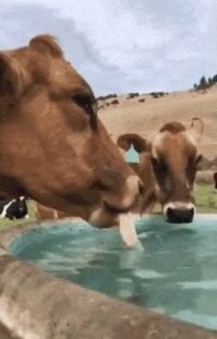 Когда воспитывался  собаками. ))