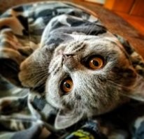 Одно время я вёл кочевой образ жизни - городов и квартир поменял столько, что и посчитать не могу. Служба, потом работа в дальнобое. Решил остепениться, осесть на одном месте. Но задницу всё равно куда-то тянуло. Жениться ради такого не комильфо, да и при бывшей жене я тоже уезжал из дома надолго. Тут звонит друг: "Тебе котёнок не нужен??". "Оппа, подумал я, а вот и выход". Привезли мне мелкого британца, которого никто забирать не хотел. Отдали мне вообще бесплатно, я символическую денюжку дал. Мааааленький. Вот 8 лет уже с ним вместе, расставались максимально на 2 недели, когда в отпуск уезжал. 
Добрейший и умнейший кот.