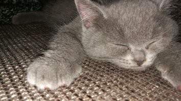 Одно время я вёл кочевой образ жизни - городов и квартир поменял столько, что и посчитать не могу. Служба, потом работа в дальнобое. Решил остепениться, осесть на одном месте. Но задницу всё равно куда-то тянуло. Жениться ради такого не комильфо, да и при бывшей жене я тоже уезжал из дома надолго. Тут звонит друг: "Тебе котёнок не нужен??". "Оппа, подумал я, а вот и выход". Привезли мне мелкого британца, которого никто забирать не хотел. Отдали мне вообще бесплатно, я символическую денюжку дал. Мааааленький. Вот 8 лет уже с ним вместе, расставались максимально на 2 недели, когда в отпуск уезжал. 
Добрейший и умнейший кот.