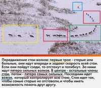 Ниче не понял!
"У волков другой уклад жизни. И стаи у них меньше, обычно от 3 до 8 особей..."