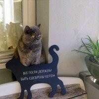 Подруга хозяина не понравилась коту