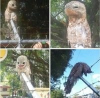 И чё?
Козодой: