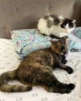 Этот обитатель тоже явно давным-давно уже не котёнок.