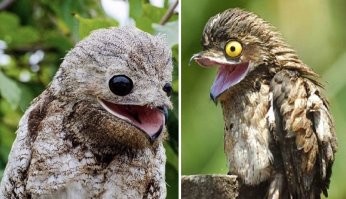 И чё?
Козодой: