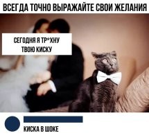 Подруга хозяина не понравилась коту